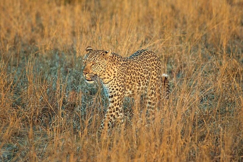 A leopard in tall grass. 1