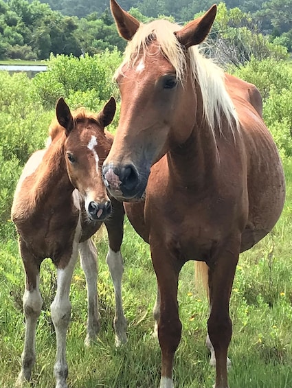 Chincoteague: Wild Pony Boat Tour with Captain Randy 1