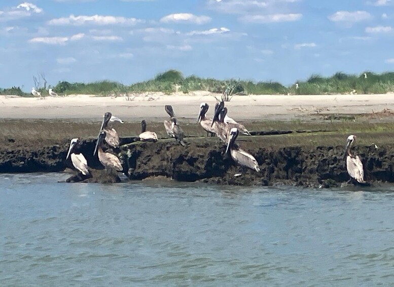 Picture 2 for Activity Chincoteague: Wild Pony Boat Tour with Captain Randy 2