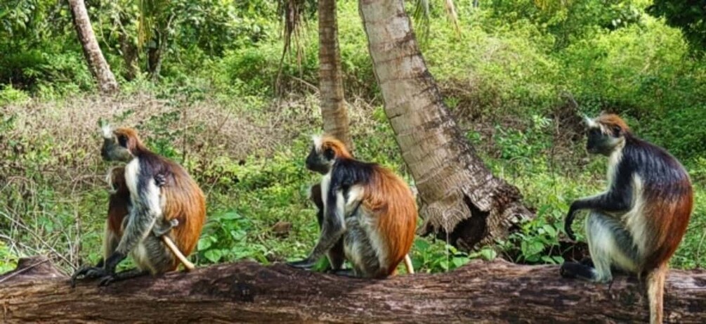 Trois singes sont assis sur une bûche dans une forêt. 4