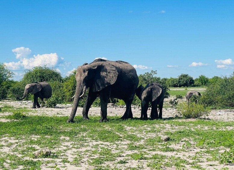 A herd of elephants in a grassy savannah with sparse trees and a clear sky. 4