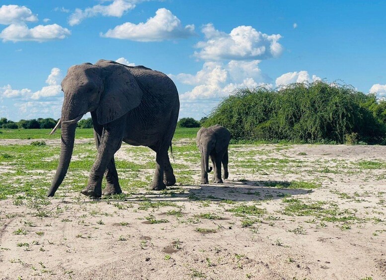 Two elephants walking on a dirt path with sparse grass and a large bush in the background. 5