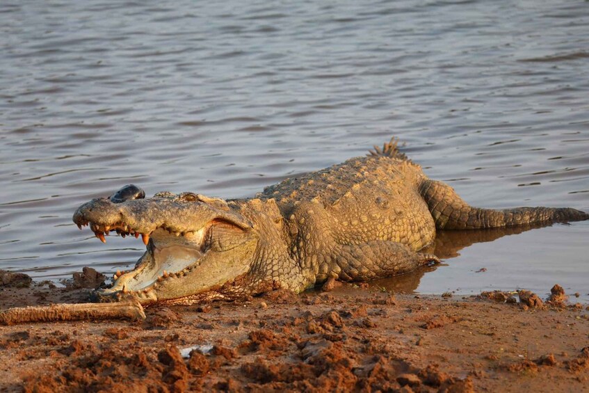 Ein Krokodil, teilweise im Wasser versunken, mit offenem Maul und freiliegenden, scharfen Zähnen. 2