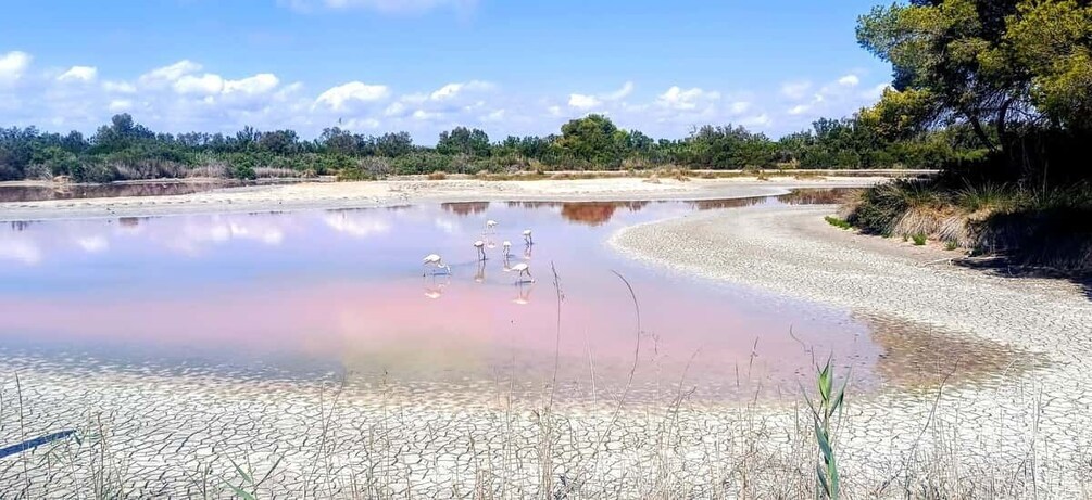 A dry lakebed with pinkish water and flamingos. 4