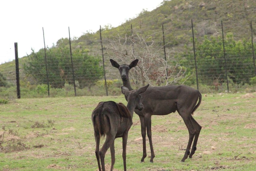 Guided Game Drive in Fynbos Area 1