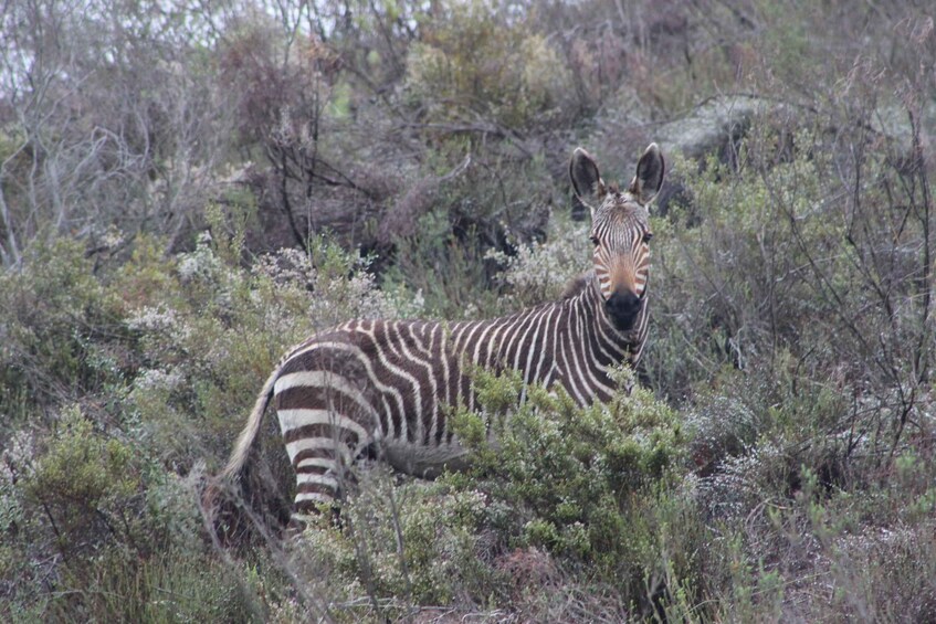 Picture 4 for Activity Guided Game Drive in Fynbos Area 4