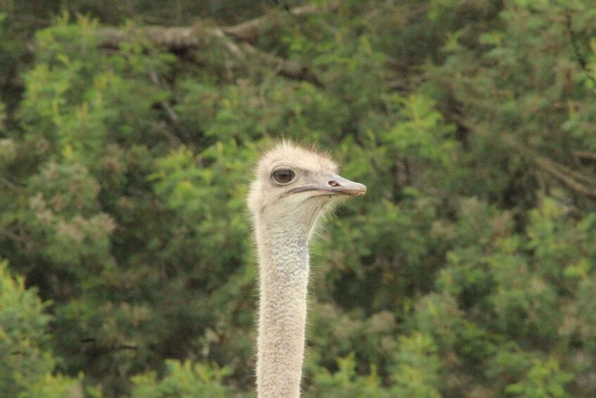 Picture 3 for Activity Guided Game Drive in Fynbos Area 3