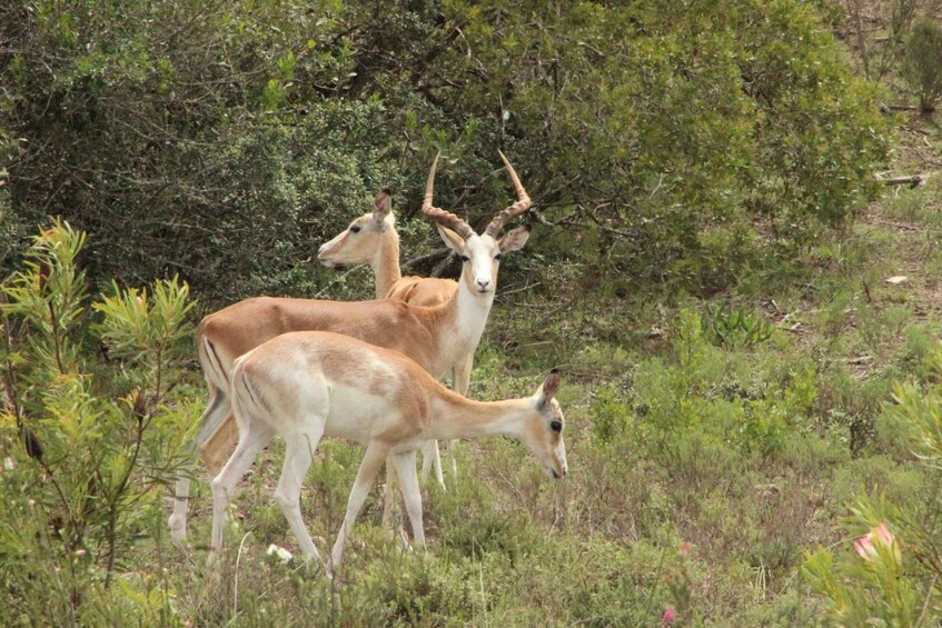 Picture 1 for Activity Guided Game Drive in Fynbos Area 2