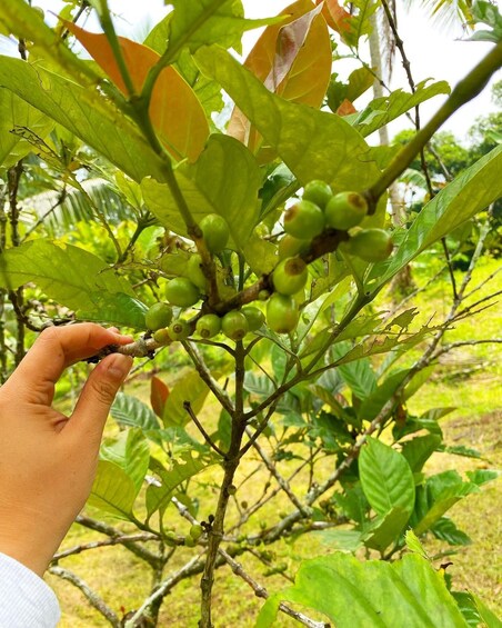 Picture 3 for Activity Manila: Coffee Farm Tour & Tasting Experience in Tagaytay 3