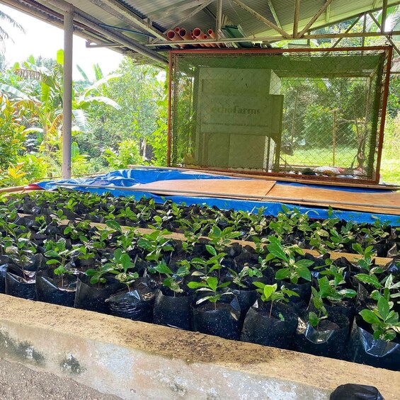 Picture 2 for Activity Manila: Coffee Farm Tour & Tasting Experience in Tagaytay 5