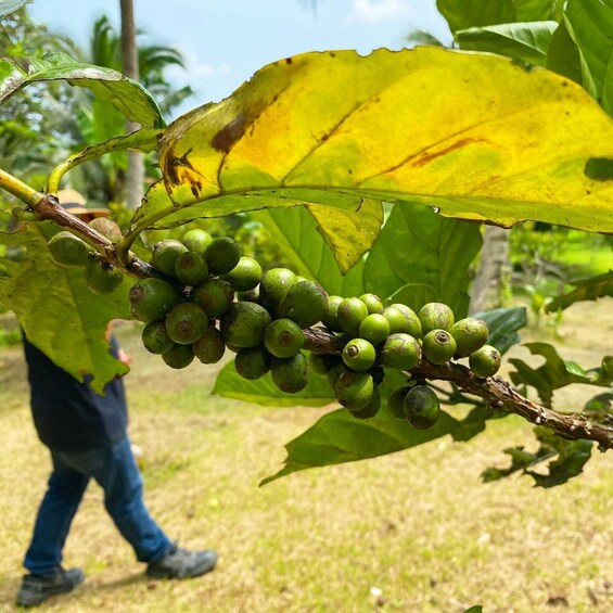 Picture 1 for Activity Manila: Coffee Farm Tour & Tasting Experience in Tagaytay 4