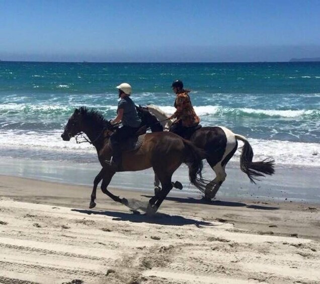 Picture 4 for Activity Waipu: 90-Minute Premium Beach Horse Trek 5