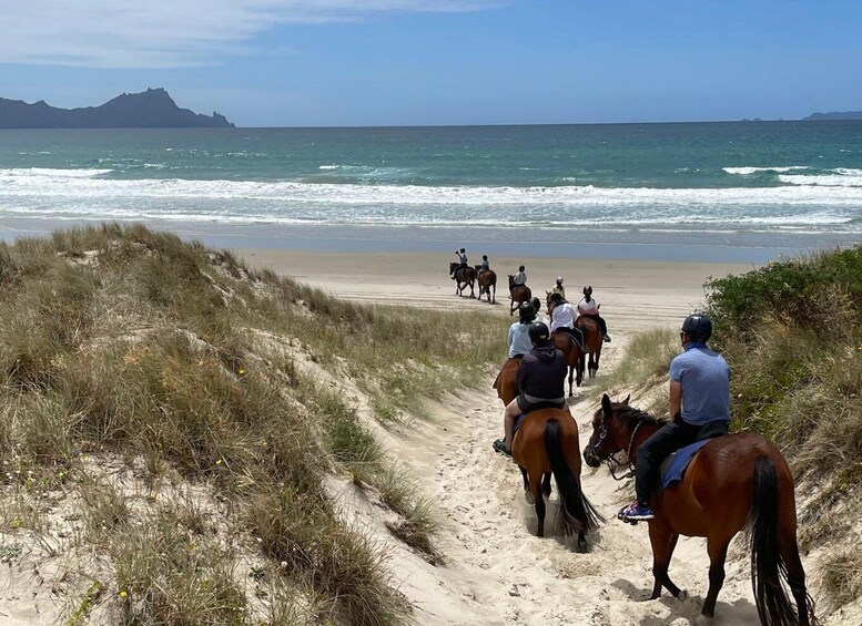 Picture 1 for Activity Waipu: 90-Minute Premium Beach Horse Trek 3