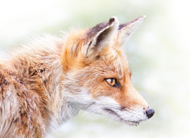 Zandvoort: Wildlife Photography Experience Workshop 1