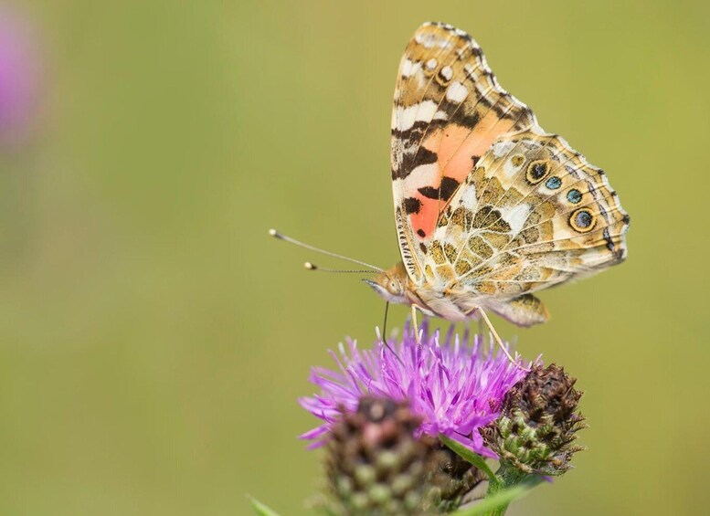 Picture 7 for Activity Zandvoort: Wildlife Photography Experience Workshop 5