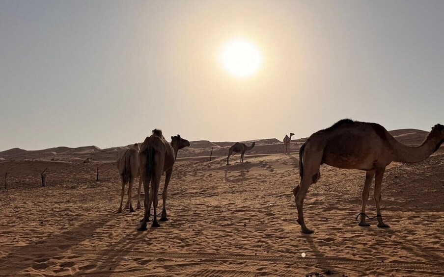 Picture 21 for Activity Muscat: Wadi Bani Khalid, Wahiba Sands & Camel Ride Tour 2