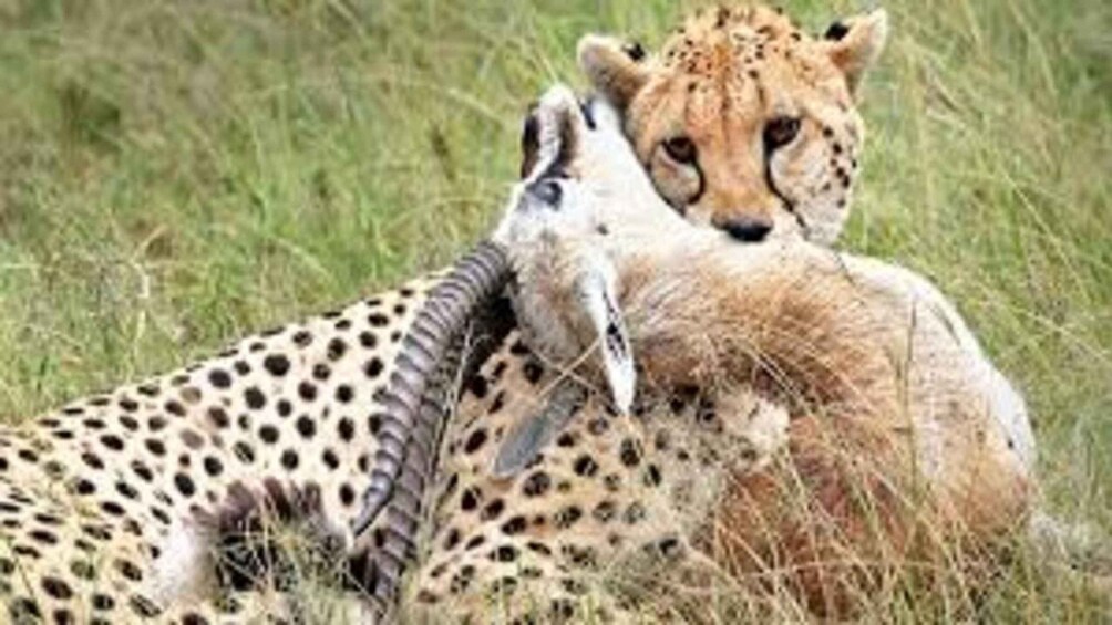 A cheetah and a young wildebeest in a grassy field. 4