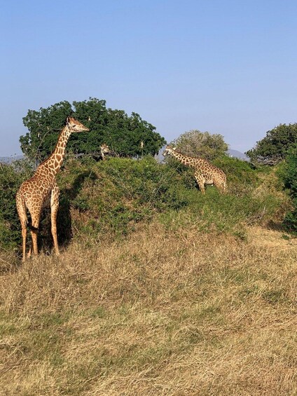 Picture 6 for Activity Overnight Tsavo East Safari From Mombasa/Diani 5