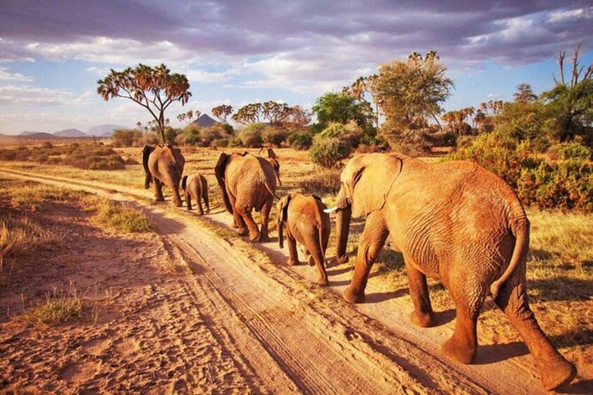 Picture 5 for Activity Overnight Tsavo East Safari From Mombasa/Diani 3