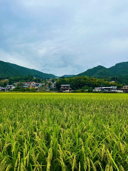Un rigoglioso campo di riso verde con un villaggio e montagne sullo sfondo. 5