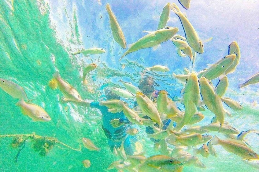 A school of fish swimming in clear turquoise water. 3