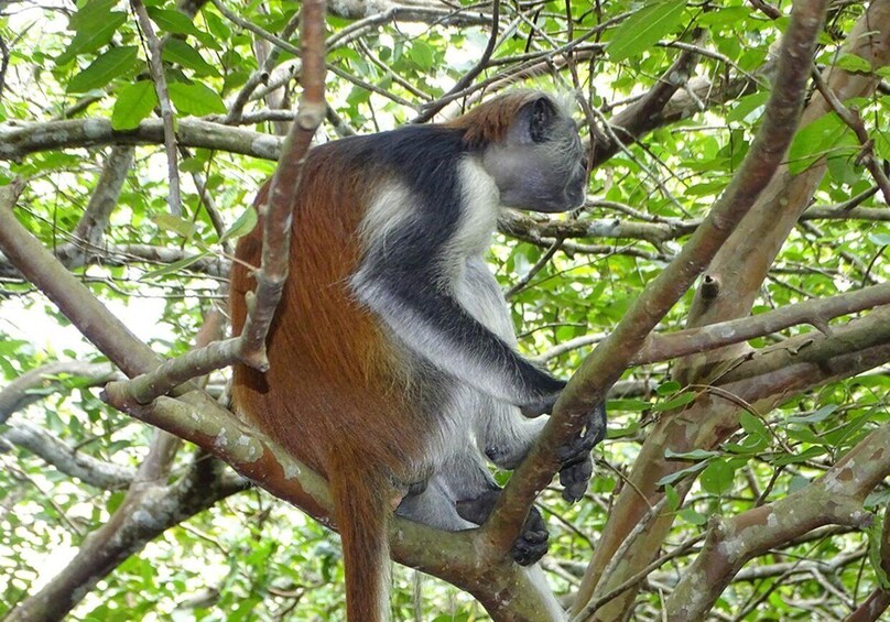 Picture 3 for Activity Zanzibar: Jozani Forest & The Rock Restaurant Day Trip 3