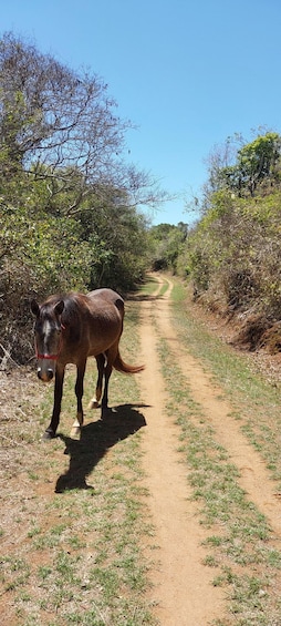 Picture 12 for Activity Búzios: Costa do Sol State Park Guided Hike with Pools 4