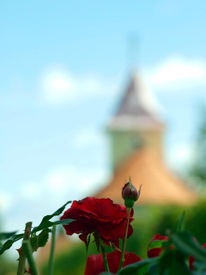 Picture 2 for Activity Novigrad Podravski: Vineyard Walking Tour in Podravina 5