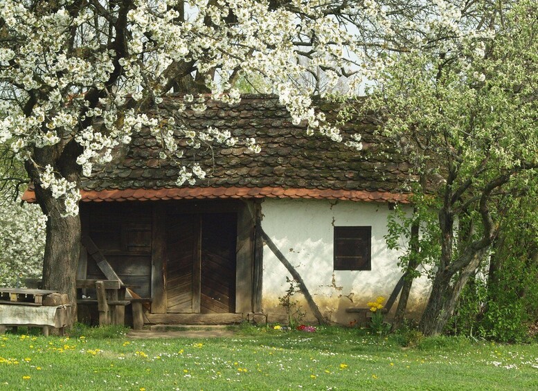 Novigrad Podravski: Vineyard Walking Tour in Podravina 1