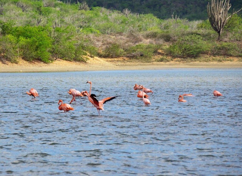 Ryhmä flamingoja kahlaa vedessä, jonka rannalla on hiekkaa ja taustalla vihreää kasvillisuutta. 1
