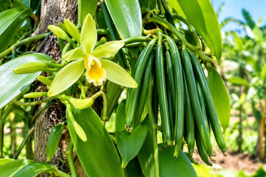 A plant with a yellow flower and green pods. 3