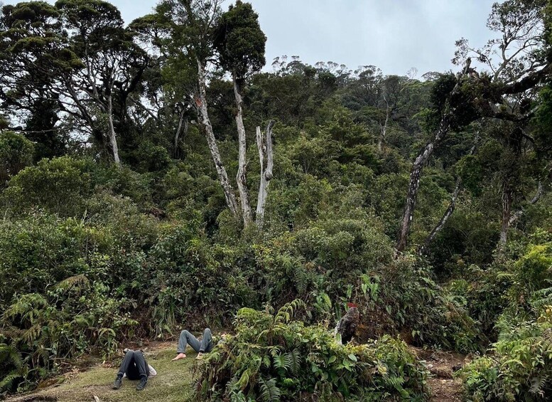 Picture 5 for Activity From Limapuluhkota: Mount Sago Overnight Trekking Adventure 3