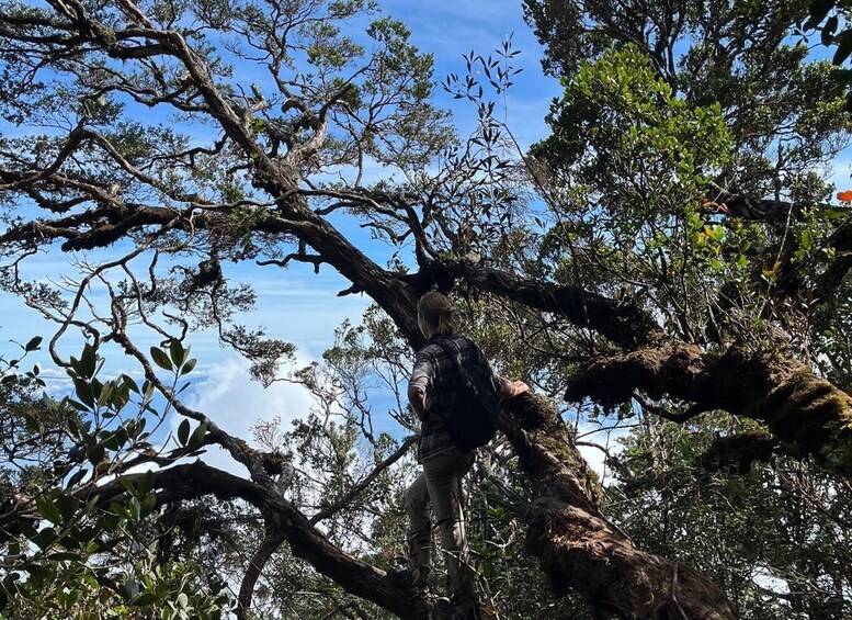 From Limapuluhkota: Mount Sago Overnight Trekking Adventure 1