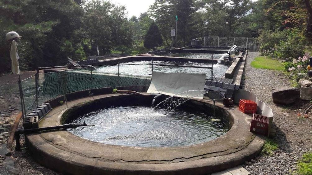 Picture 1 for Activity From Seoul: Gapyeong Songsan Trout Farm with Meal 2