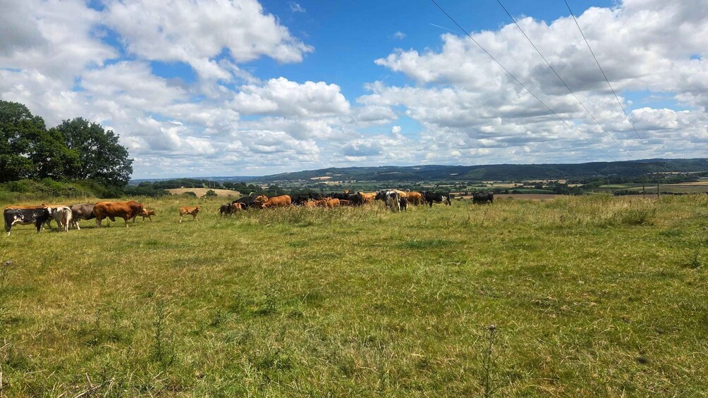 Picture 7 for Activity Hereford: Guided Hike to Dinedor Hill 4
