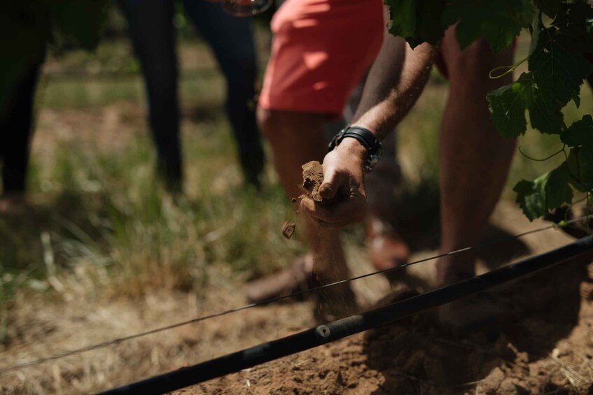 Picture 3 for Activity Barossa Valley: Bespoke Elite Wine Tasting Experience 5