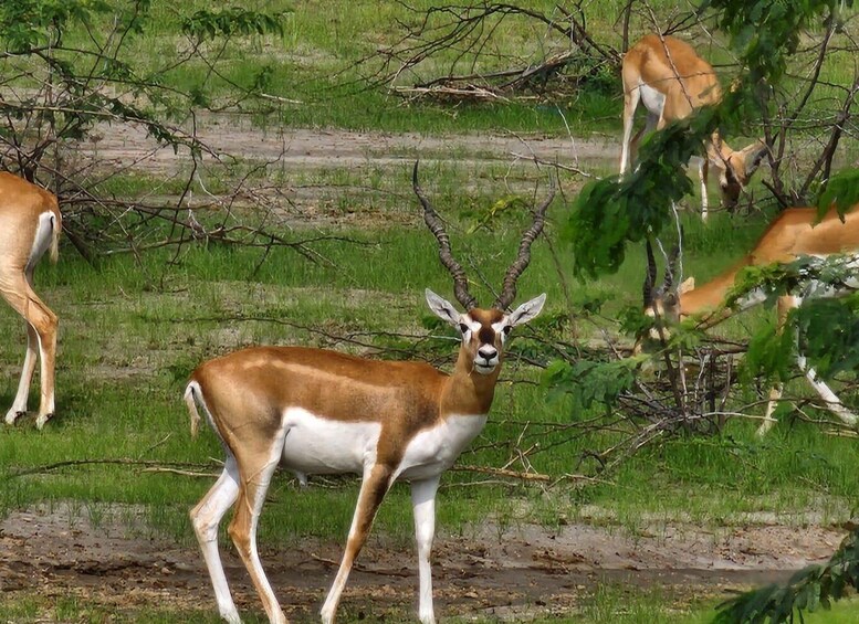 A group of antelopes in a grassy field with trees and a dirt path. 5