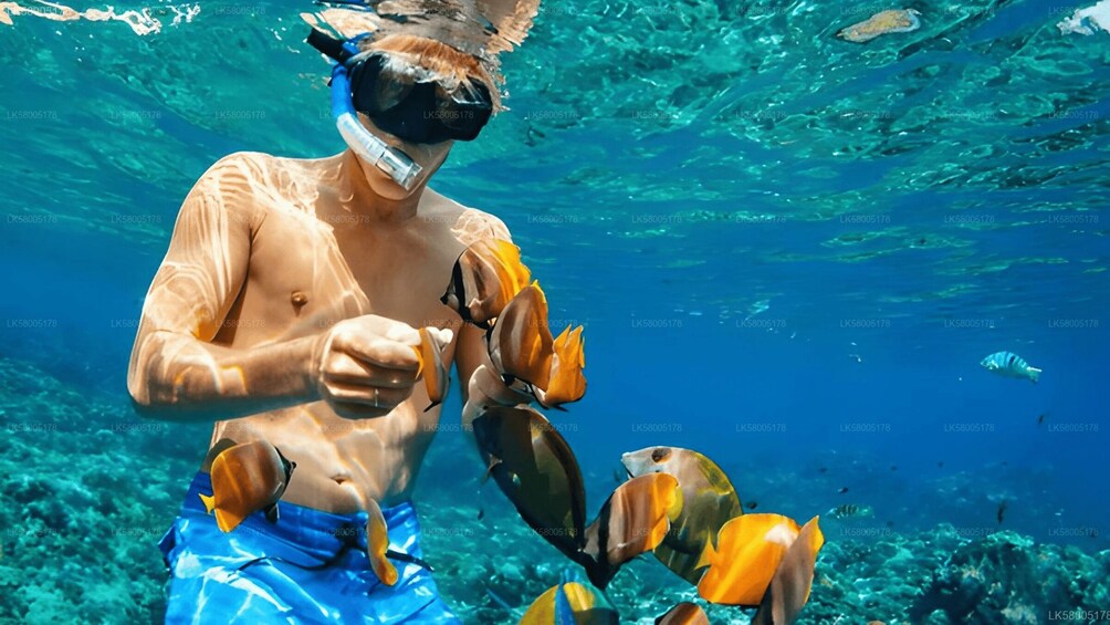 Picture 2 for Activity Pasikudah: Elephant Rock Reef Snorkeling Excursion 4