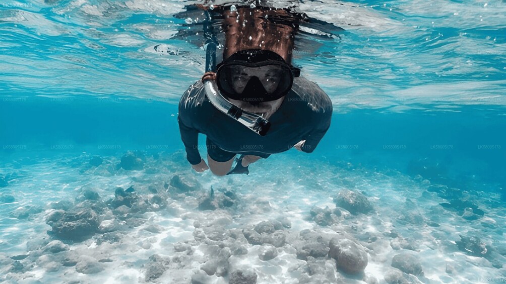 Picture 4 for Activity Pasikudah: Elephant Rock Reef Snorkeling Excursion 3