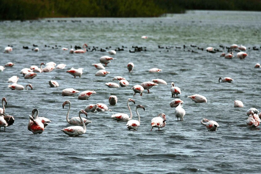 Picture 3 for Activity Shirvan National Park Birdwatching Tour 3