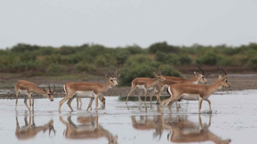Picture 2 for Activity Shirvan National Park Birdwatching Tour 2