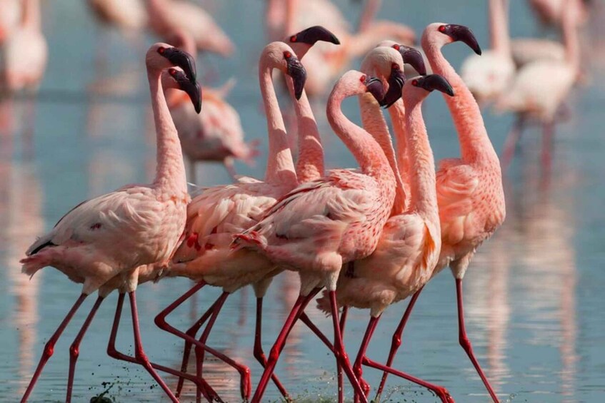 Shirvan National Park Birdwatching Tour 1