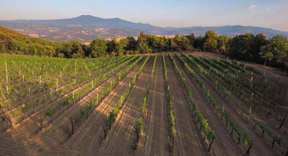 Picture 2 for Activity Montalcino: Wine Tasting at Sesta di Sopra Family Run Winery 3