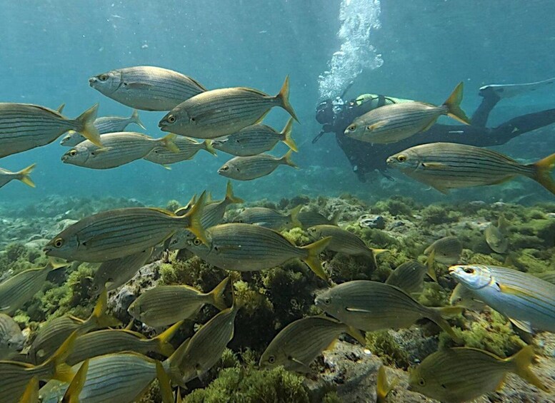 Picture 3 for Activity Tenerife: Private Guided Dives for certified divers 5