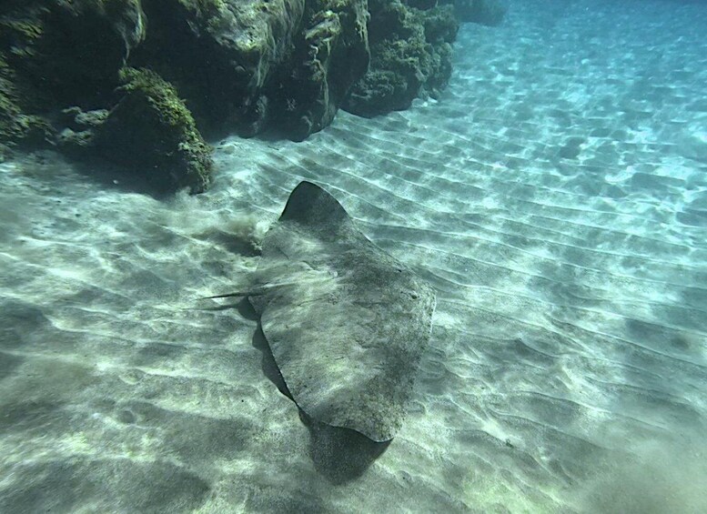 Picture 1 for Activity Tenerife: Private Guided Dives for certified divers 2
