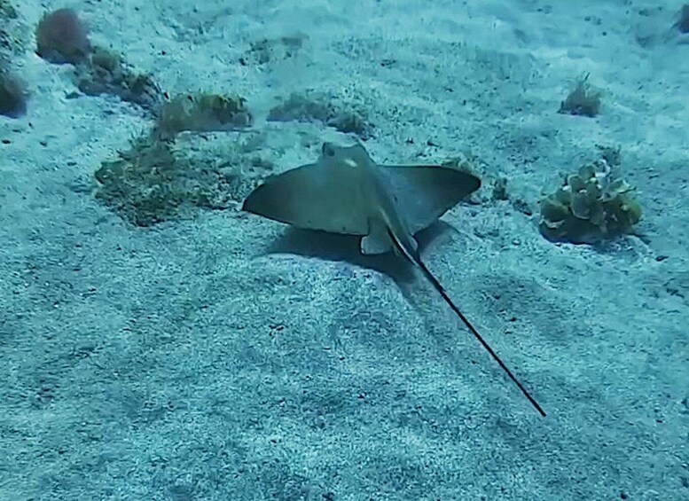 Picture 4 for Activity Tenerife: Private Guided Dives for certified divers 4