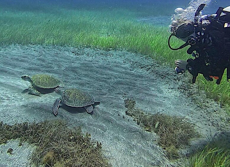 Picture 6 for Activity Tenerife: Private Guided Dives for certified divers 5