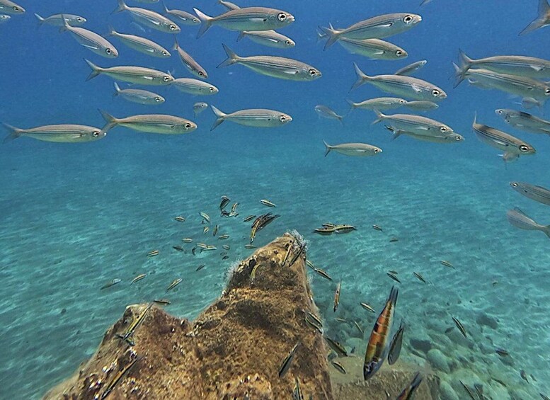 Picture 5 for Activity Tenerife: Private Guided Dives for certified divers 3