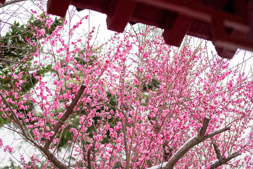 A tree with pink blossoms and a red structure in the background. 3