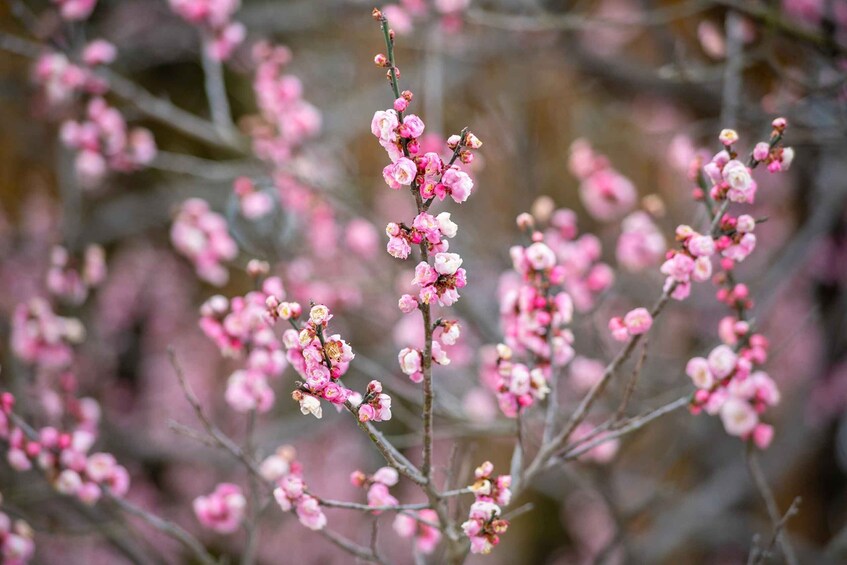 A cluster of pink flowers on a tree branch. 4